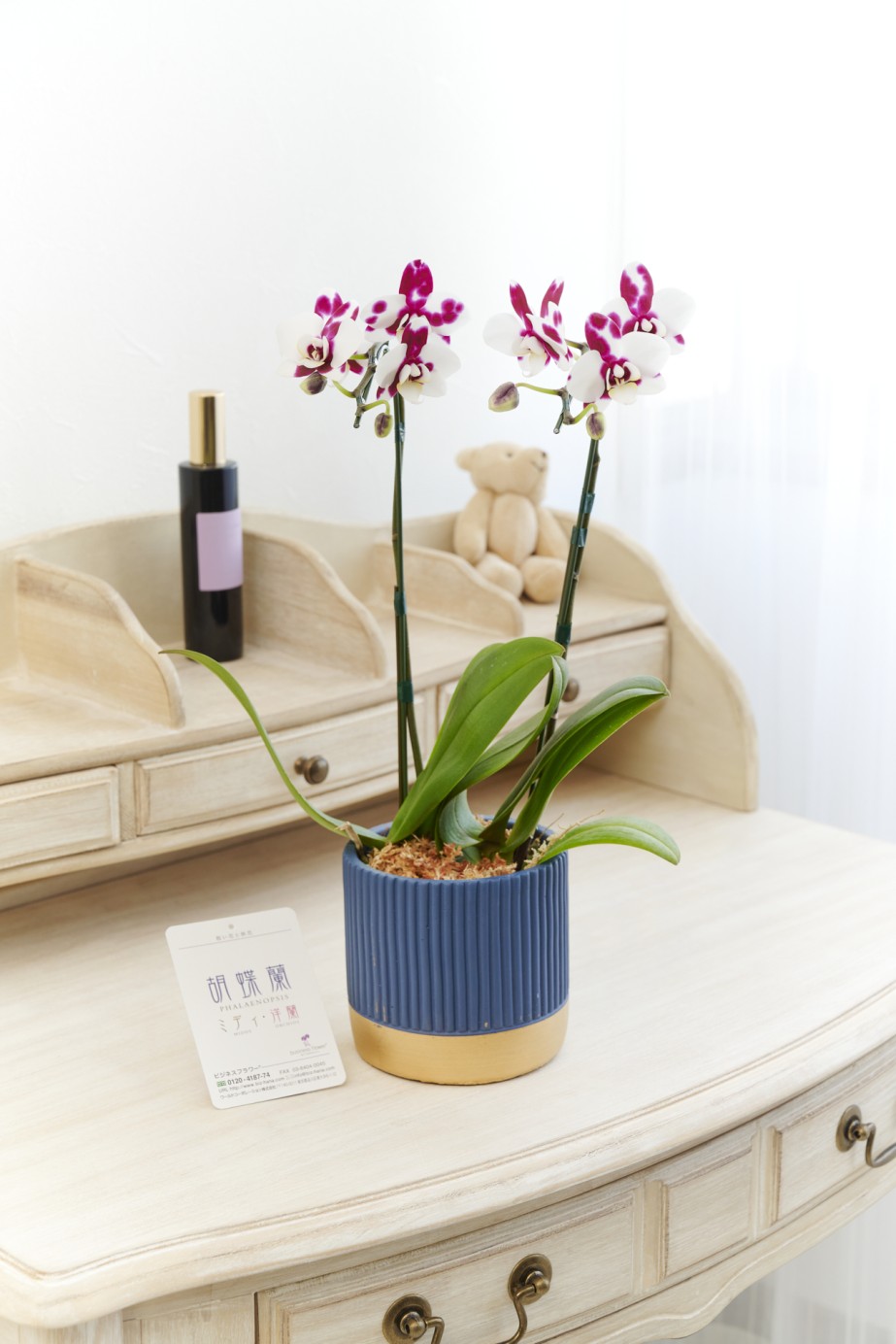 お洒落でデザイン性の高いインテリア鉢に、マイクロサイズ胡蝶蘭を入れた商品です。
