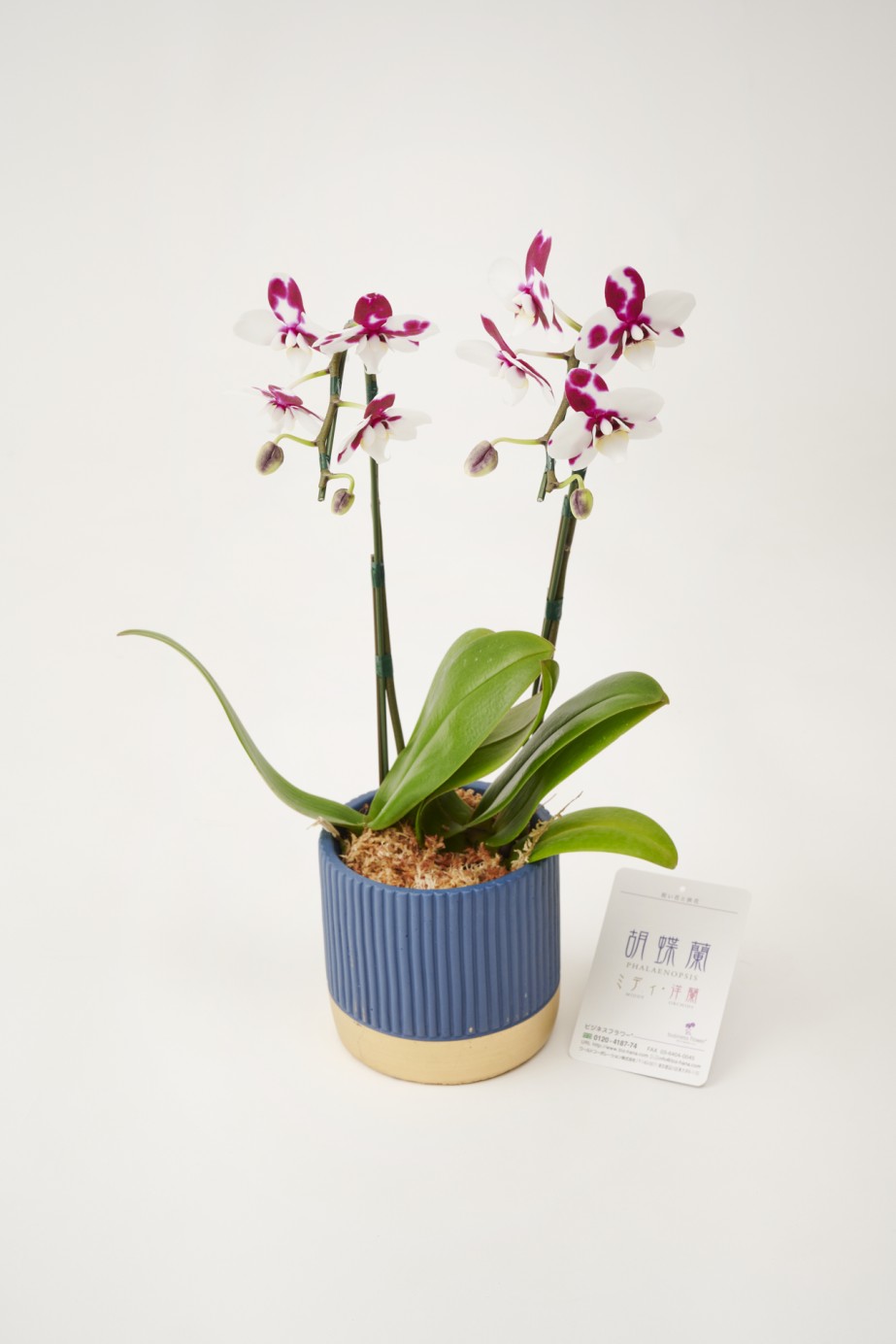 <p>お祝いや生活空間の飾りとして様々な用途におすすめです。</p>