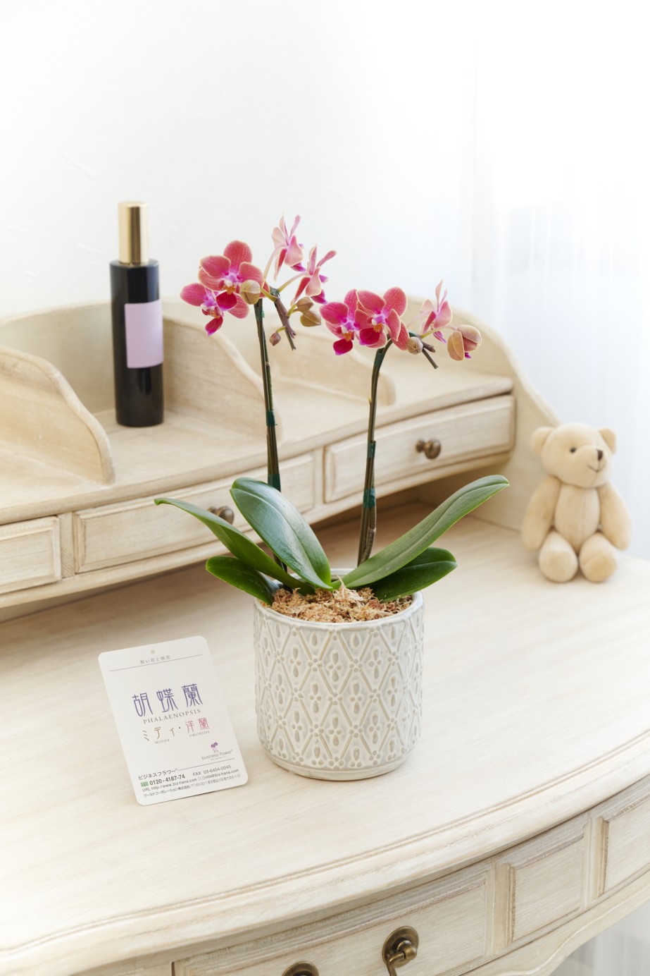 お洒落でデザイン性の高いインテリア鉢に、マイクロサイズ胡蝶蘭を入れた商品です。