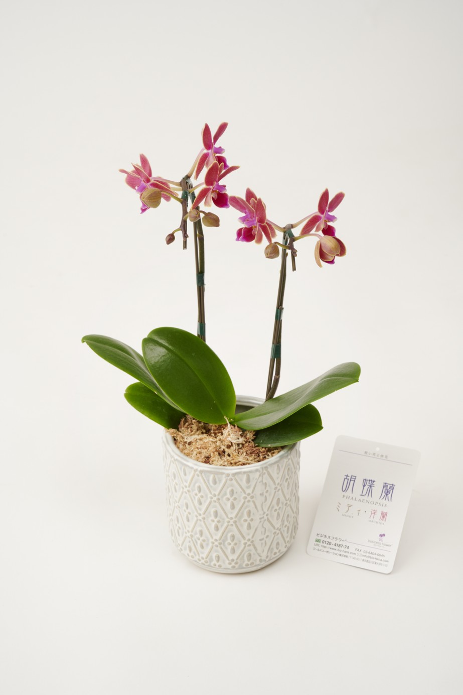 <p>お祝いや生活空間の飾りとして様々な用途におすすめです。</p>