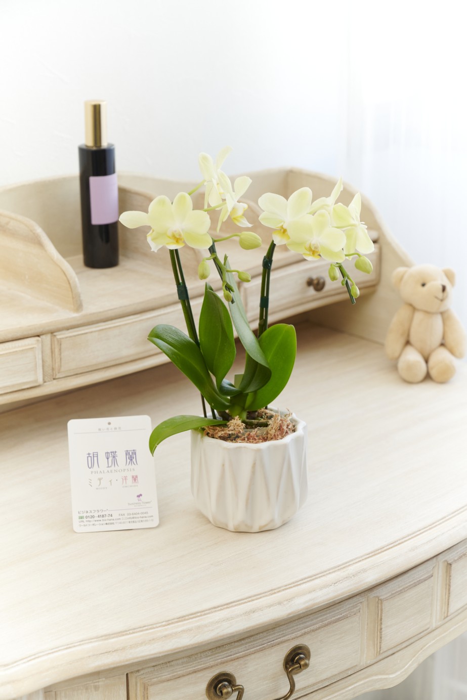 お洒落でデザイン性の高いインテリア鉢に、マイクロサイズ胡蝶蘭を入れた商品です。