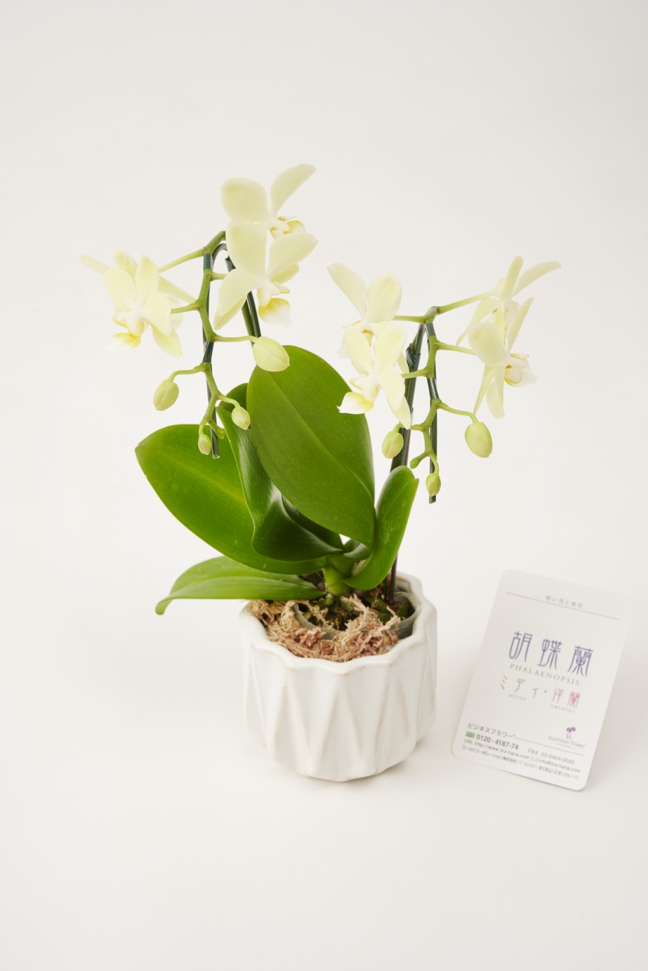 <p>お祝いや生活空間の飾りとして様々な用途におすすめです。</p>