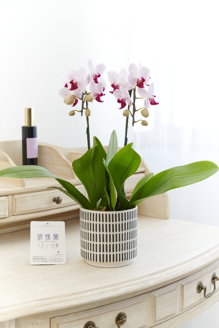お洒落でデザイン性の高いインテリア鉢に、マイクロサイズ胡蝶蘭を入れた商品です。
