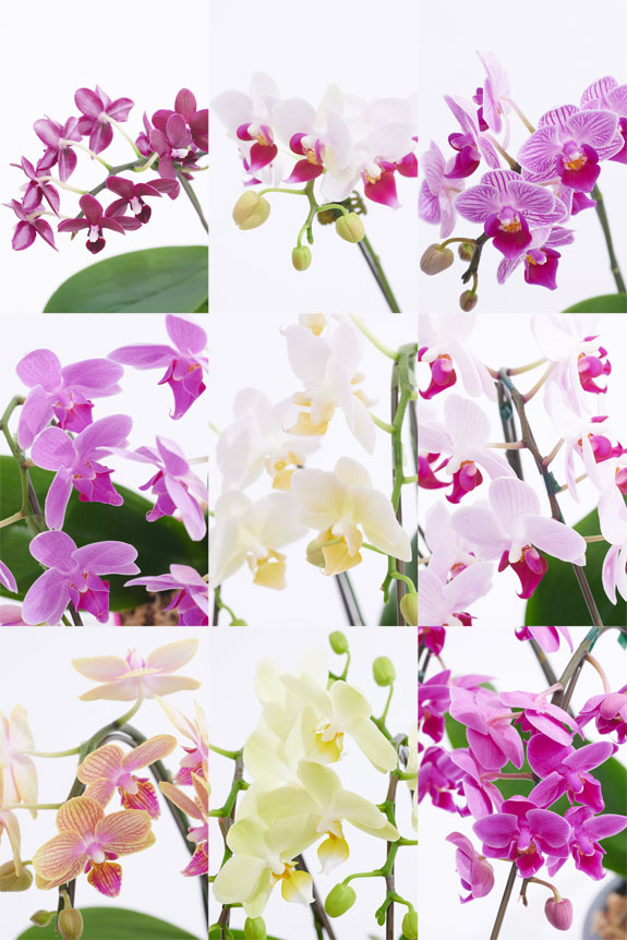 <p>お花の色、品種はおまかせでご用意いたします。</p>