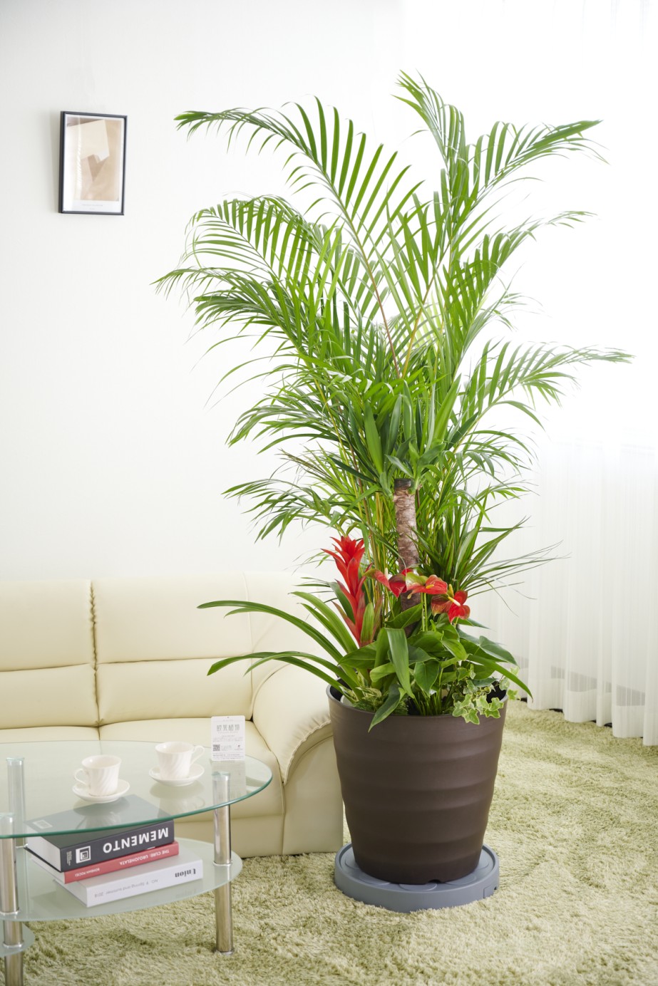 ボリュームのあるアレカヤシを主軸に寄せ植えした見栄えのする大きな贈答用観葉植物12号です。