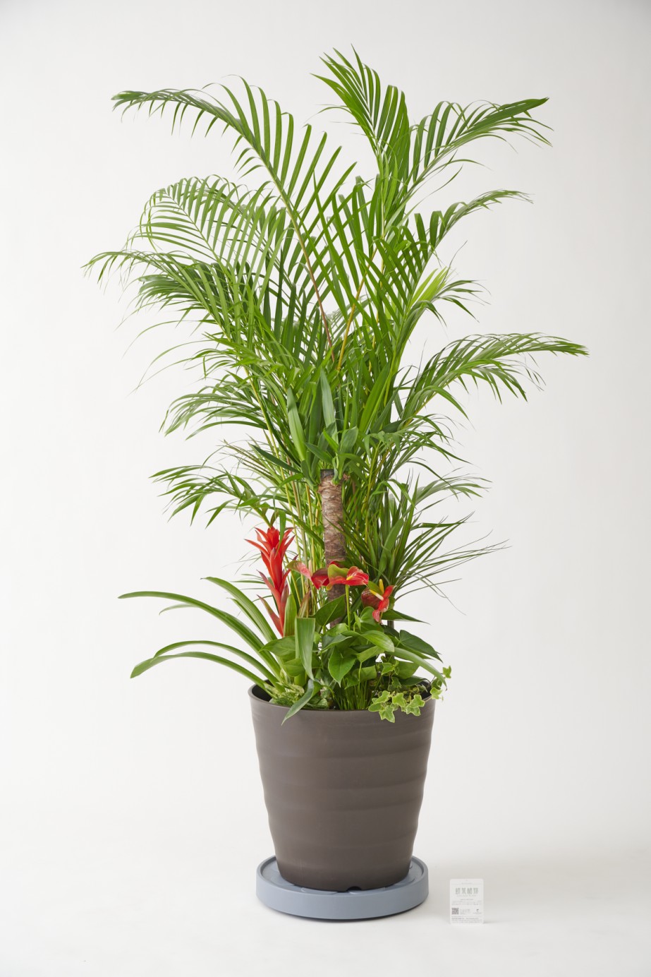 <p>ボリューム感満点な大型の観葉植物商品ですが、軽くて丈夫なキャスター付きのため簡単に移動ができるお届け先様にも思いやりのある商品です。</p>