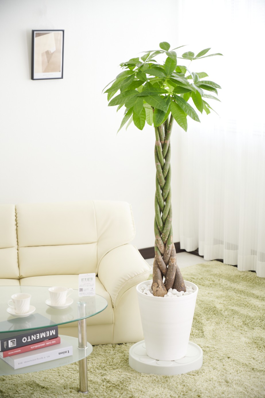 大型で重さのある観葉植物を手軽に移動させることができるキャスター付き台車とセットになった観葉植物（インテリアグリーン）商品です。