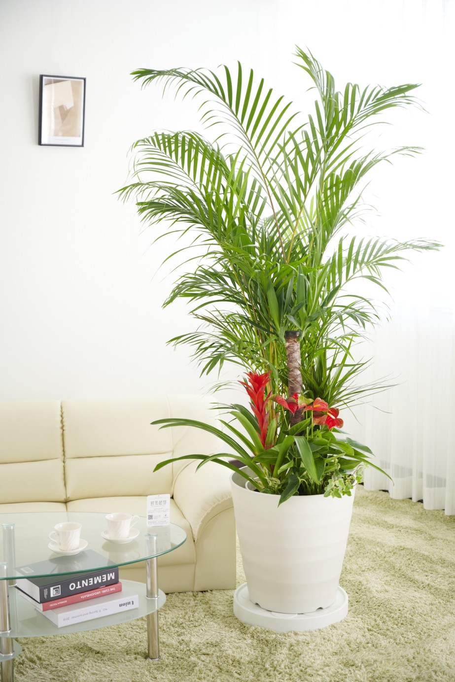 ボリュームのあるアレカヤシを主軸に寄せ植えした見栄えのする大きな贈答用観葉植物12号です。