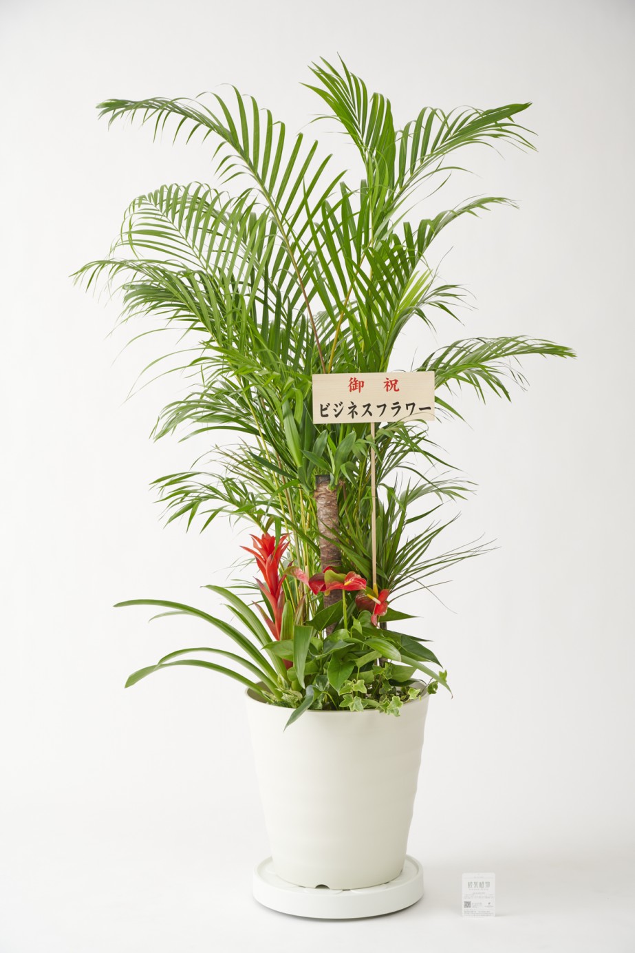 <p>立札またはメッセージカードが無料で付けられるので、開店祝い、開業祝い、開院祝い、移転祝いなどのお祝いのプレゼント、贈り物のギフトとしてお薦めです。</p>