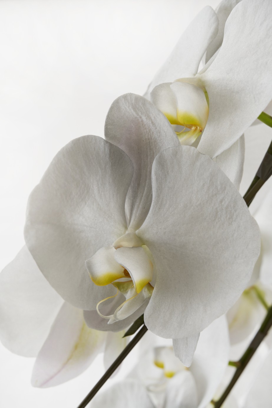 <p>お花は薄墨の染色をしております。薄墨色は「突然の訃報で墨を擦る時間がない」または「涙で墨が薄まった」という故人を悼む気持ちを表すお色です。</p>