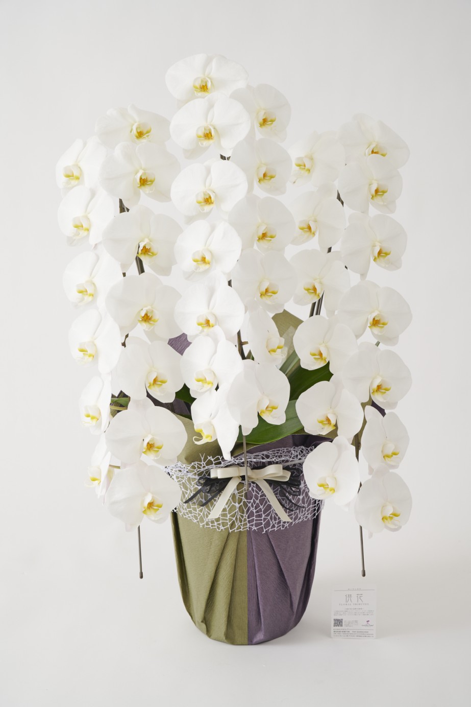 <p>胡蝶蘭は農林水産大臣賞を受賞した農園で生産されており、法人間のお祝いで用いられるものと同じ立派な大輪胡蝶蘭です。</p>