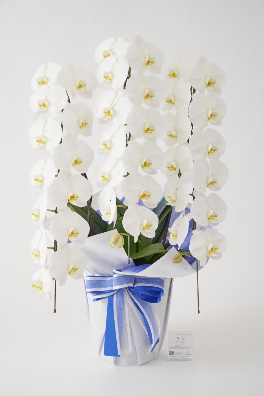<p>胡蝶蘭は農林水産大臣賞を受賞した農園で生産されており、法人間のお祝いで用いられるものと同じ立派な大輪胡蝶蘭です。</p>