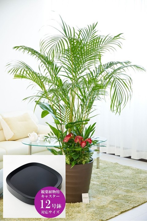 ボリュームのあるアレカヤシを主軸に寄せ植えした見栄えのする大きな贈答用観葉植物12号です。