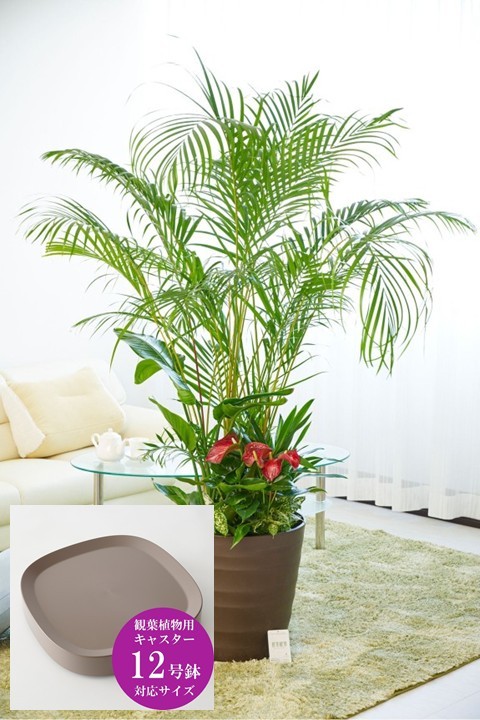 ボリュームのあるアレカヤシを主軸に寄せ植えした見栄えのする大きな贈答用観葉植物12号です。