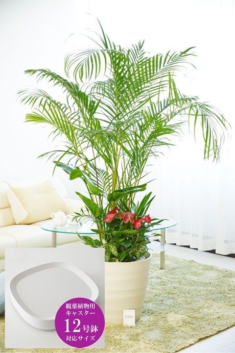 ボリュームのあるアレカヤシを主軸に寄せ植えした見栄えのする大きな贈答用観葉植物12号です。