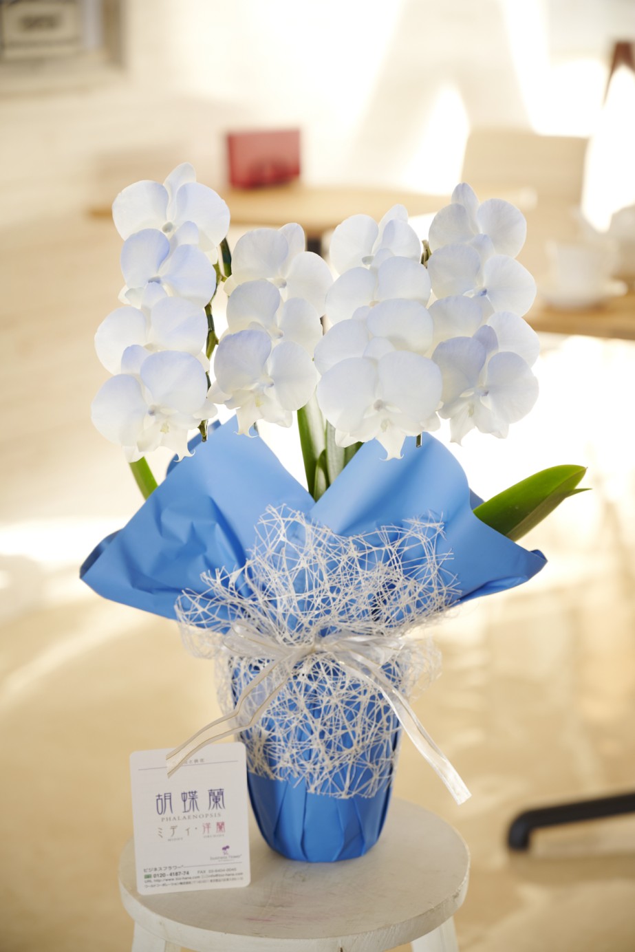 <p>満開の花に塗装を施している為、お届け時点が最高の咲き誇り時期、見頃の状態となっているのが魅力です。開店祝い、開業祝い、就任祝いなどのお祝い花として人気があります。</p>