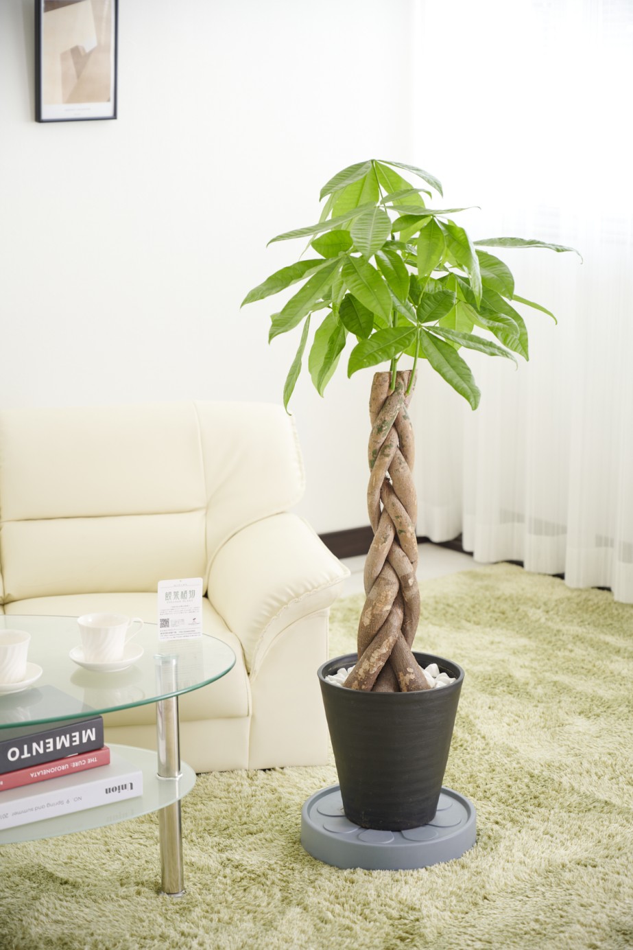 大型で重さのある観葉植物を手軽に移動させることができるキャスター付き台車とセットになった観葉植物（インテリアグリーン）商品です。