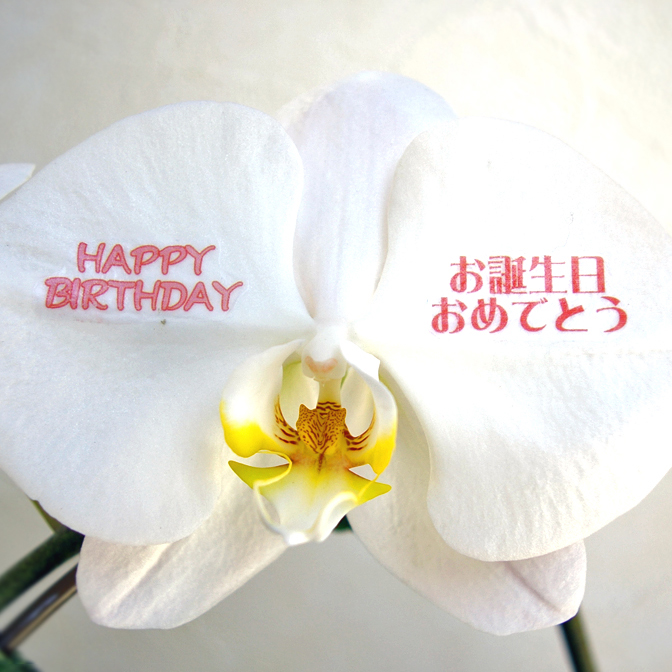 花びら印字メッセージ入力（左右双方で最大30文字）